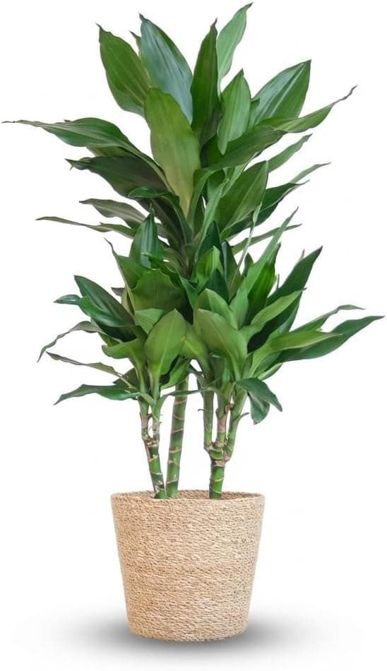 Green boutiQ - Zimmerpflanze - Drachenbaum