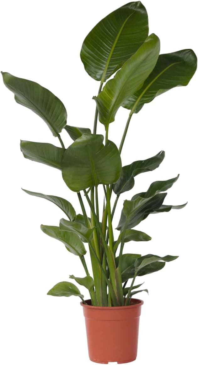 Plant in a Box - Strelitzia Nicolai XXL